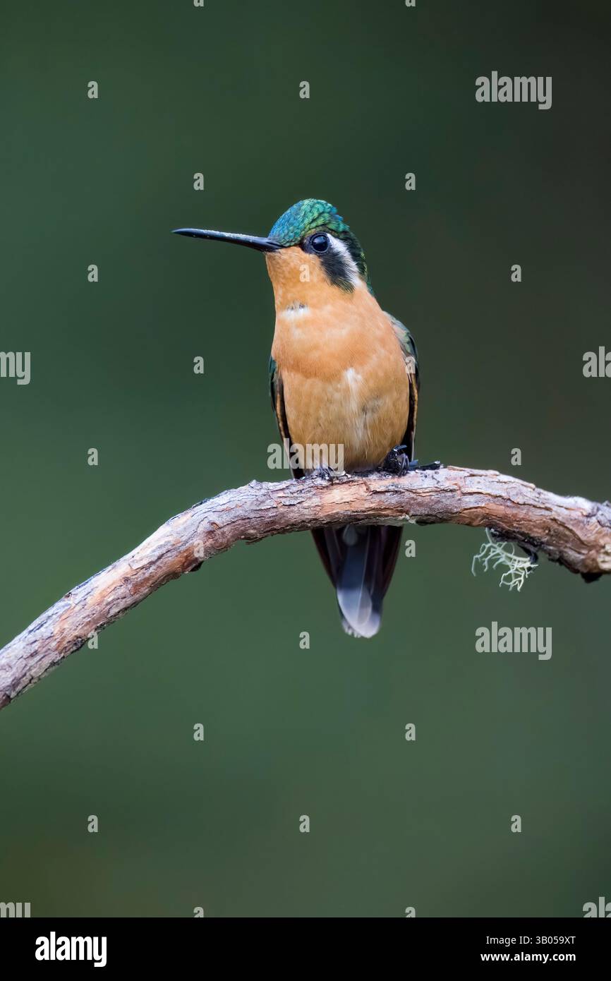 Weibliches Weißkehlchen-Bergjuwel in Costa Rica Stockfoto