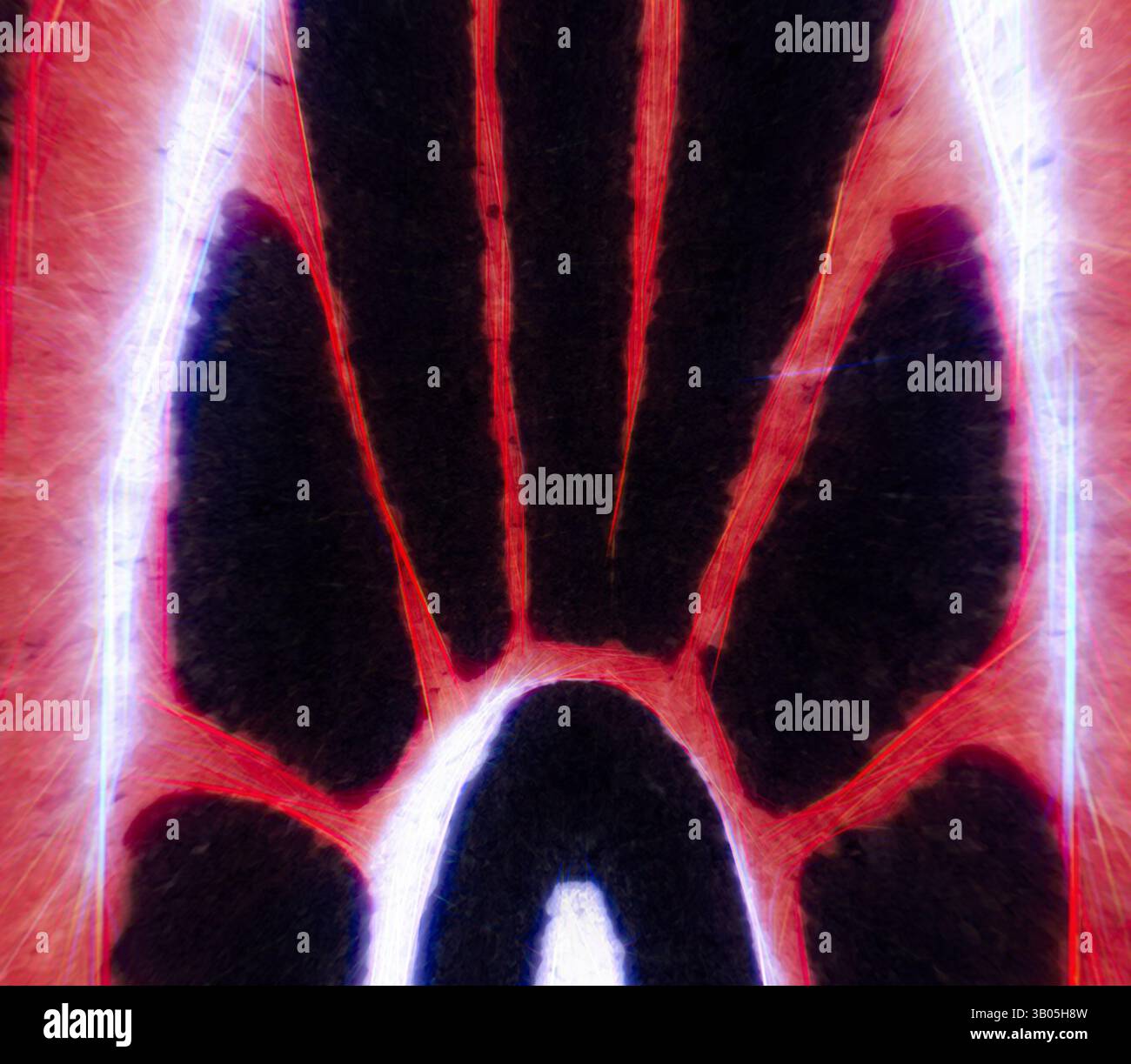 Eine abstrakte Komposition mit komplexen Mustern und lebendigen Kontrasten, die an organische Formen oder eine Nahaufnahme natürlicher Elemente erinnert. Das Design zeichnet sich durch markante Linien und tiefe Schatten aus, die ein Gefühl von Bewegung und Tiefe vermitteln. Ein kreisförmiges Design mit komplexen Mustern aus kräftigen schwarzen Linien, die mit auffälligen roten Bereichen verflochten sind, sorgt für einen optisch fesselnden und dynamischen Effekt. Klassische Kunst mit einem modernen Twist von Artotop, transformierte griechische Ornamente und etruskische Ornamente, klassische Kunst mit einem modernen Twist von Artotop Stockfoto