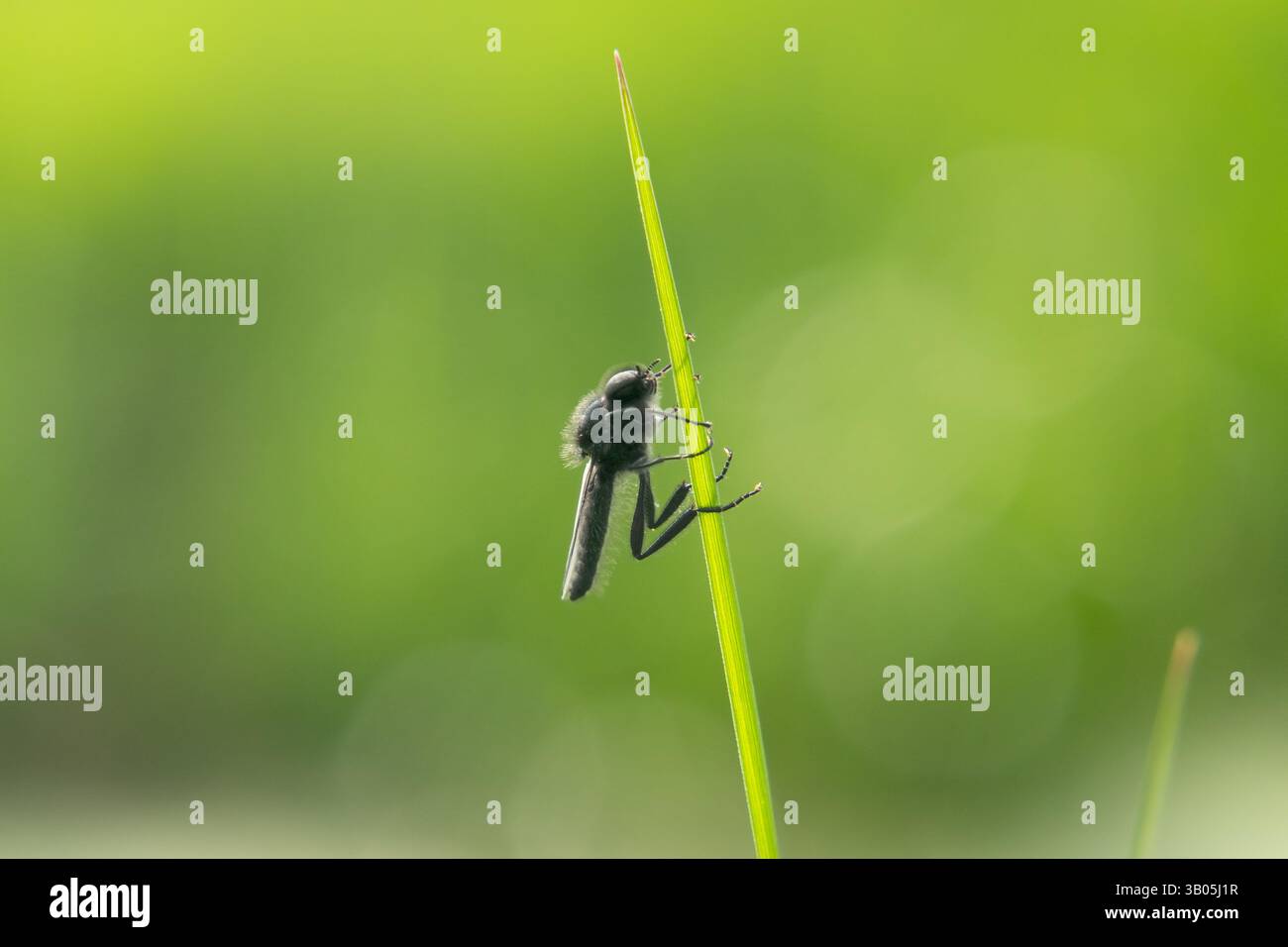 Schwarze Fliege, eine Markusfliege, auf einem Grasblatt, grüner Hintergrund Stockfoto