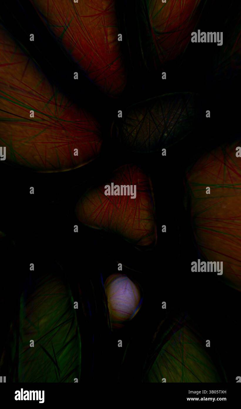 Eine abstrakte Komposition mit einem Gewirr aus Formen und Texturen, beleuchtet von subtilen Farbtönen, die ein Gefühl von Tiefe und Geheimnis schaffen. Das Zusammenspiel von Licht und Schatten fügt dem Design eine faszinierende Schicht hinzu und lädt zur Nachsicht ein. Eine stilisierte Darstellung eines kreisförmigen Blumendesigns mit leuchtenden Blüten, umgeben von komplexen grünen Blättern, die eine Mischung aus organischen Formen und Farben schaffen. Klassische Kunst mit modernem Touch, neu interpretiert von Artotop, transformiertes Persisches Ornament, Klassische Kunst mit modernem Touch, neu interpretiert von Artotop Stockfoto