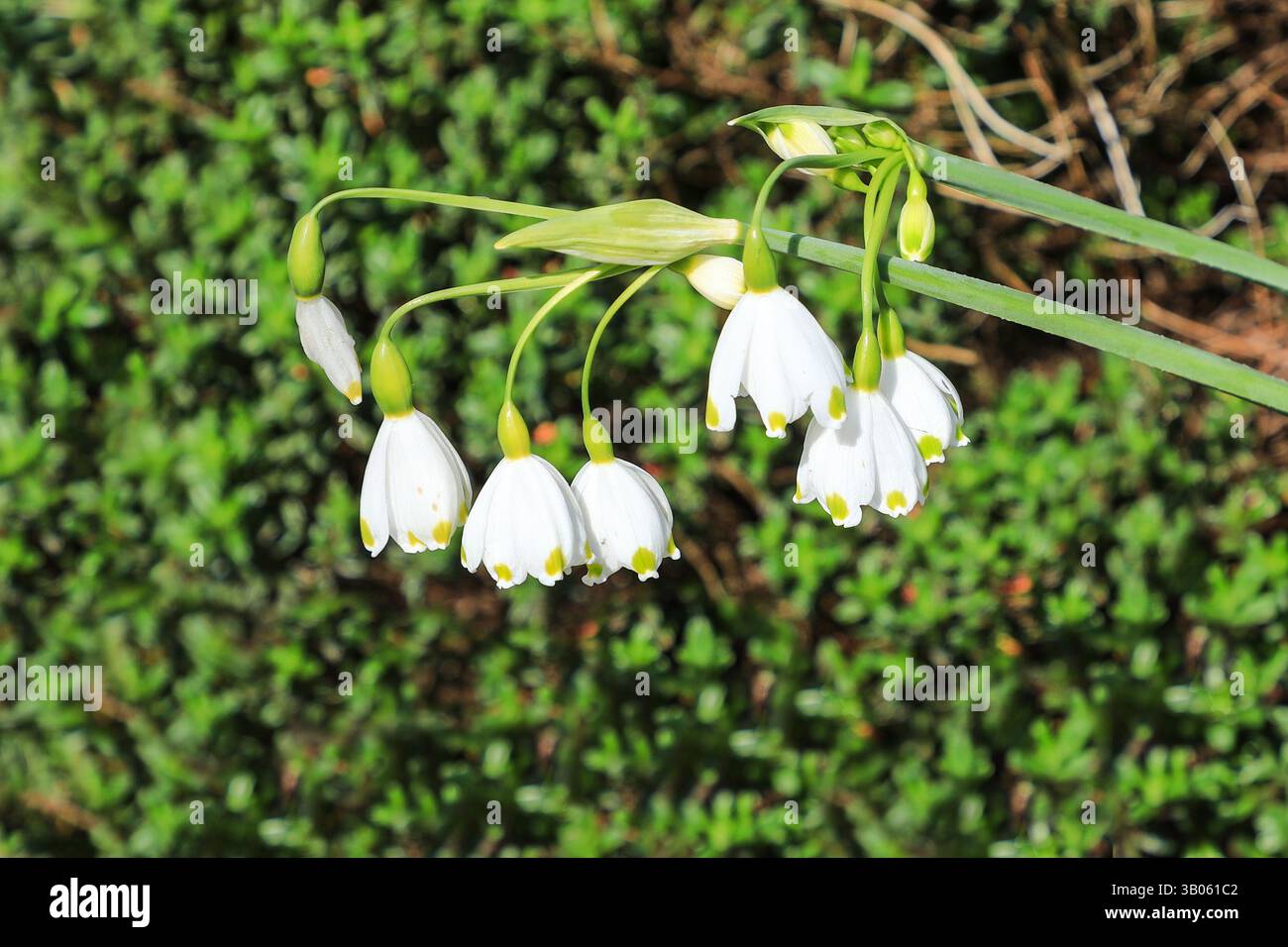 Sommerschneeflocke oder Loddon Lilie (Leucojum aestivum) blüht ähnlich einem Schneeglöckchen, England, Großbritannien Stockfoto