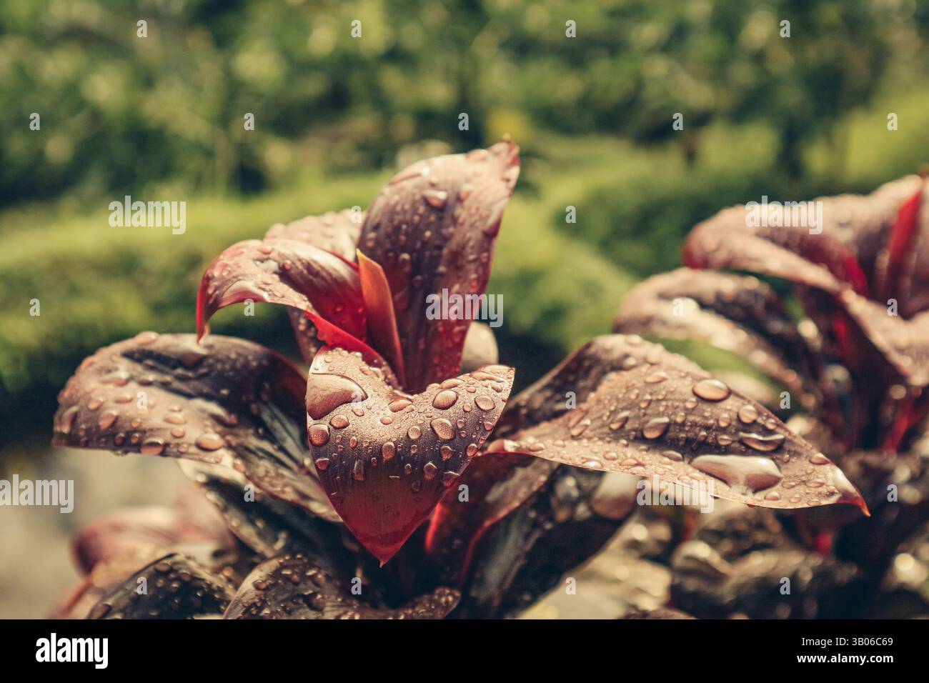 Tropfen Regen auf lebendige Cordyline Fruticosa Pflanze mit markanten tiefroten und burgunderroten Blättern auf der Reisterrasse Tegalalang in der Nähe von Ubud, Nahaufnahme. Stockfoto