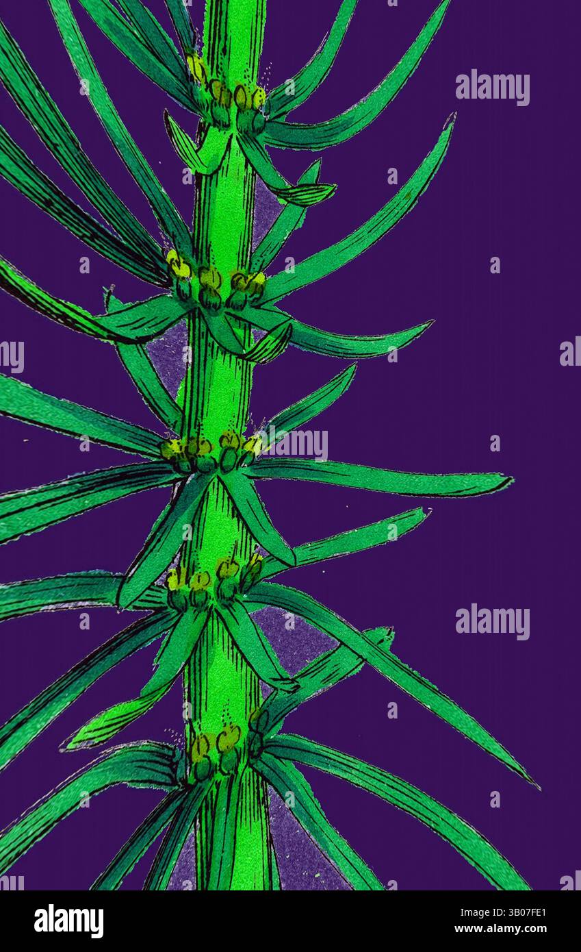 Eine leuchtend grüne Pflanze mit langen, schlanken Blättern und kleinen Knospen vor einem kontrastierenden violetten Hintergrund, die eine auffällige und auffällige Ästhetik zeigt. Ein leuchtend grüner Stiel mit scharfen, lang gestreckten Blättern steht im Kontrast zu einem tiefvioletten kreisförmigen Hintergrund und schafft einen auffälligen visuellen Fokus. Klassische Kunst mit einem modernen Twist von Artotop, verwandelte Hippuris vulgaris, Common Mare's Tail, klassische Kunst mit einem modernen Twist von Artotop Stockfoto