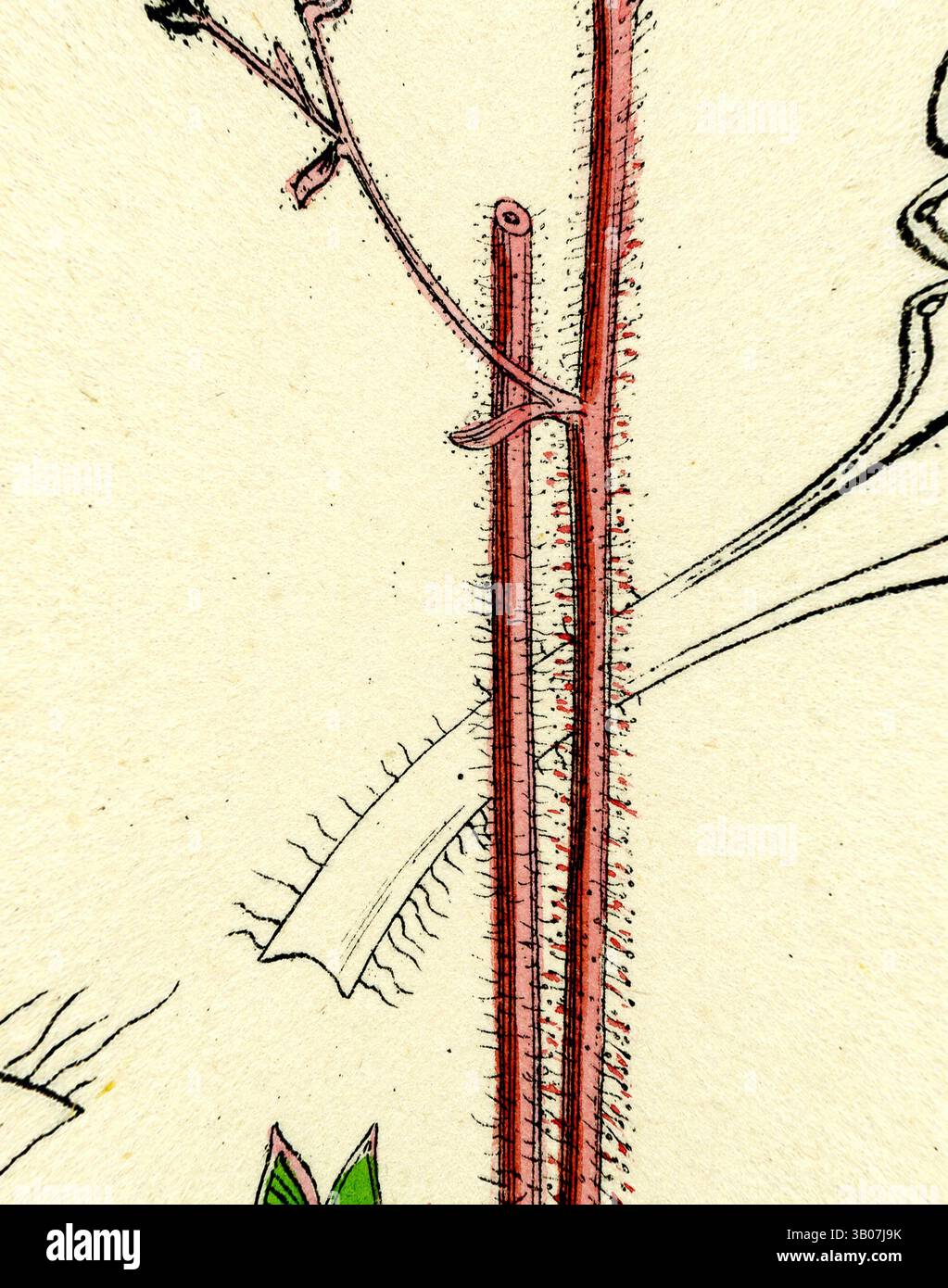 Eine detaillierte botanische Illustration, die die Struktur eines Pflanzenstammes zeigt und dessen Textur und die dazugehörigen Merkmale mit komplizierten Linien und sorgfältig gerenderten Details hervorhebt. Eine Illustration mit zarten Pflanzen, die detaillierte botanische Elemente mit lebhaften Farben zeigt, darunter schlanke Stämme und Blattformationen. Klassische Kunst mit modernem Touch, neu interpretiert von Artotop, verwandelt in Saxifraga Umbrosa Var. Serratifolia Common London-Pride, Klassische Kunst mit modernem Touch, neu interpretiert von Artotop Stockfoto