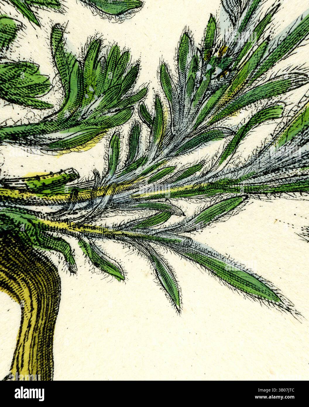 Eine detaillierte Illustration von üppig grünen Zweigen mit zarten Blättern, die komplexe Muster und Texturen zeigen, die an botanische Studien erinnern. Eine detaillierte Illustration mit einem Zweig mit zarten grünen Blättern, die komplexe Texturen und subtile Schattierungen zeigt. Das Design ist in einer kreisförmigen Begrenzung eingerahmt und unterstreicht die natürliche Schönheit des Blattes. Klassische Kunst mit einem modernen Twist, neu interpretiert von Artotop, verwandelte Filago Spathulata Spathulate Cudweed, klassische Kunst mit einem modernen Twist, neu interpretiert von Artotop Stockfoto