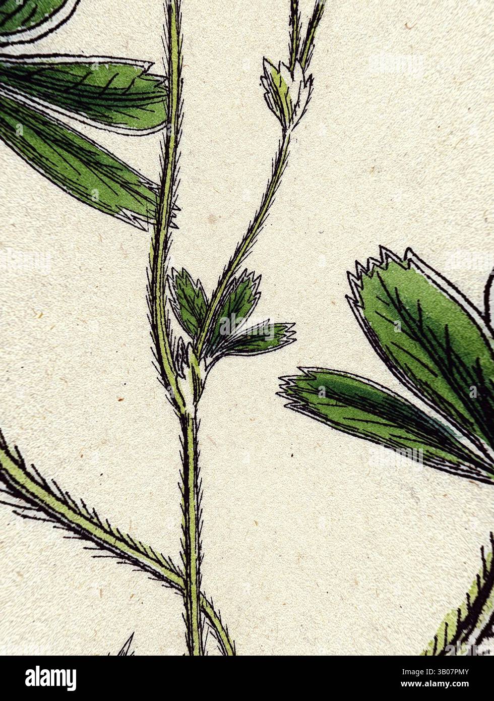 Eine detaillierte Illustration eines Pflanzenstiels mit schlanken, strukturierten Ästen und leuchtend grünen Blättern, die die komplizierten Muster und natürlichen Formen der botanischen Kunst zeigt. Eine zarte Anordnung von schlanken grünen Stämmen mit charakteristischen, abgerundeten Blättern, die wunderschön vor einem strukturierten hellen Hintergrund verflochten sind. Klassische Kunst mit einem modernen Twist von Artotop, verwandelte Alchemilla Alpina Alpine Lady's Mantle, klassische Kunst mit einem modernen Twist von Artotop Stockfoto