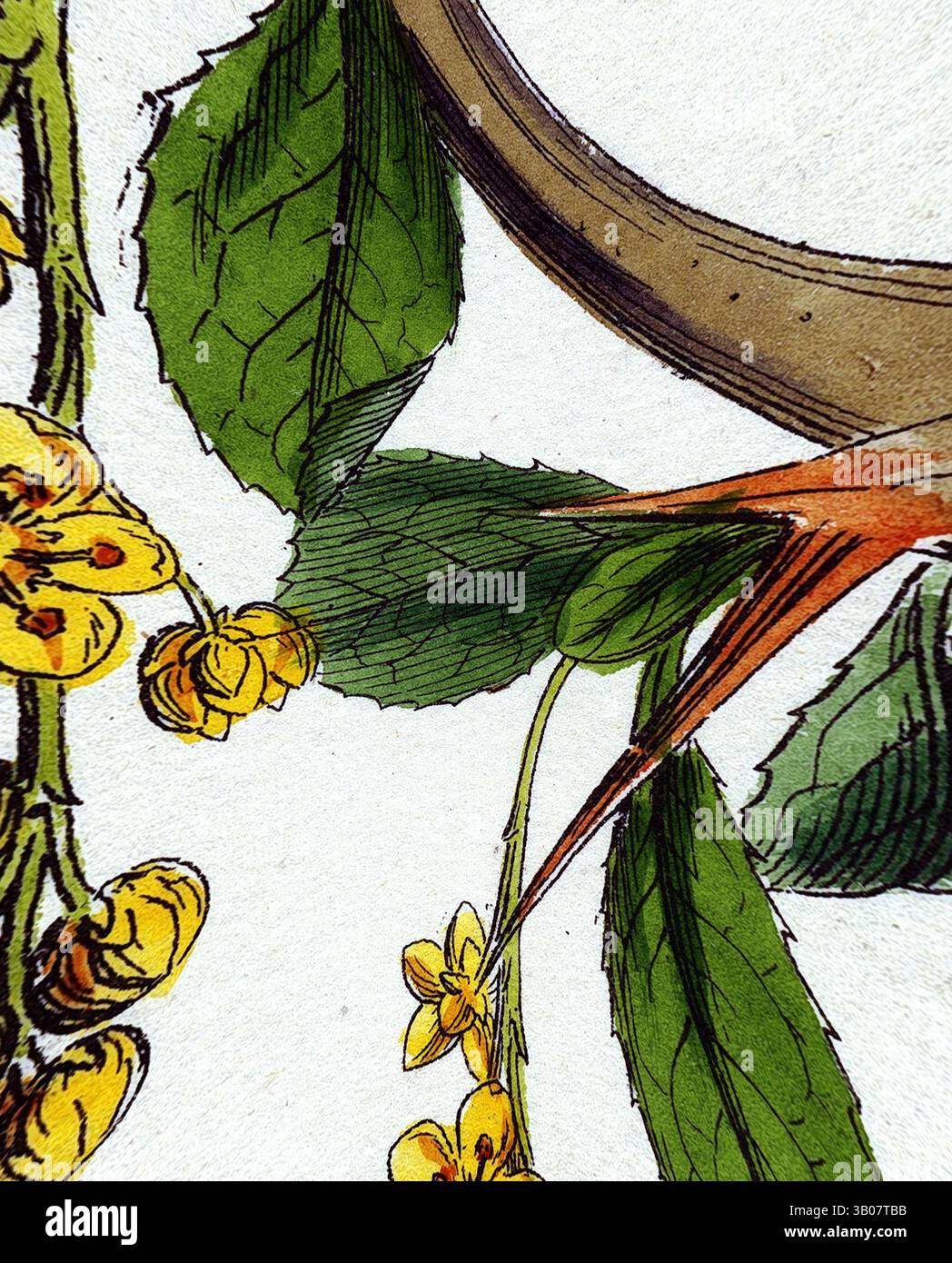 Eine detaillierte Illustration mit leuchtenden gelben Blumen neben sattgrünen Blättern, mit einer komplexen Darstellung eines schlanken Zweigs. Die natürlichen Elemente werden sorgfältig gerendert und heben die Texturen und Formen der Pflanzen hervor. Zarte gelbe Blüten hängen anmutig an einem schlanken Zweig mit scharfen Dornen, ergänzt durch leuchtend grüne Blätter, die einen auffälligen Kontrast zum Design der Natur bilden. Klassische Kunst mit modernem Touch, neu interpretiert von Artotop, transformierte Berberis vulgaris Common Barberry, Klassische Kunst mit modernem Touch, neu interpretiert von Artotop Stockfoto