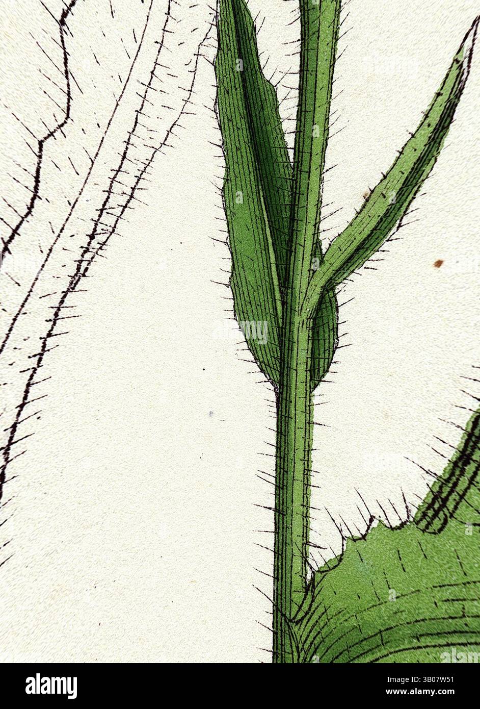 Eine Nahansicht eines grünen Pflanzenstiels mit komplexen Details, darunter feine Texturen und scharfe haarartige Strukturen, umgeben von Blättern mit zarten Adern. Eine botanische Illustration zeigt kompliziertes grünes Laub mit detaillierten Texturen und mehrschichtigen Pflanzenelementen, die in einer kreisförmigen Komposition angeordnet sind. Klassische Kunst mit einem modernen Twist von Artotop, verwandelter Anchusa Arvensis Small Bugloss, klassische Kunst mit einem modernen Twist von Artotop Stockfoto
