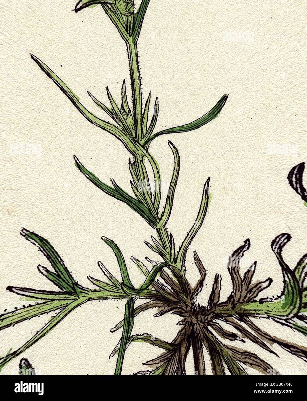 Eine zarte Pflanze mit schlanken, langgezogenen Blättern und komplizierten Verzweigungen, die die Schönheit des Designs der Natur zum Ausdruck bringt. Eine zarte Illustration einer schlanken Pflanze mit feinen, strukturierten Blättern und blühenden Blüten, angeordnet in einem kreisförmigen Rahmen vor einem weichen, neutralen Hintergrund. Klassische Kunst mit modernem Touch, neu interpretiert von Artotop, verwandelter Scleranthus annuus Var. Genuinus Common Knawel Var. A., Klassische Kunst mit modernem Touch, neu interpretiert von Artotop Stockfoto