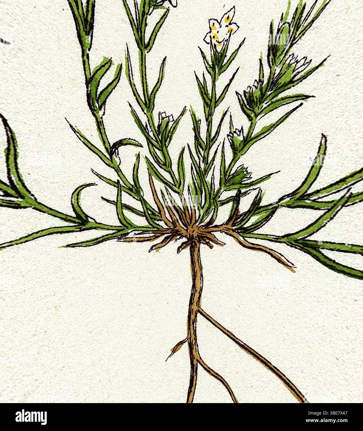 Eine detailgetreue Darstellung einer blühenden Pflanze mit ihren zarten Blättern und Wurzeln. Kleine weiße Blüten verleihen der Komposition einen Hauch von Eleganz. Eine detaillierte Darstellung einer blühenden Pflanze mit zarten weißen Blüten und schmalen grünen Stielen mit feinen Blättern, die alle aus einem sichtbaren Wurzelsystem hervorgehen. Klassische Kunst mit modernem Touch, neu interpretiert von Artotop, verwandelter Scleranthus annuus Var. Biennis Common Knawel Var. B., Klassische Kunst mit modernem Touch, neu interpretiert von Artotop Stockfoto