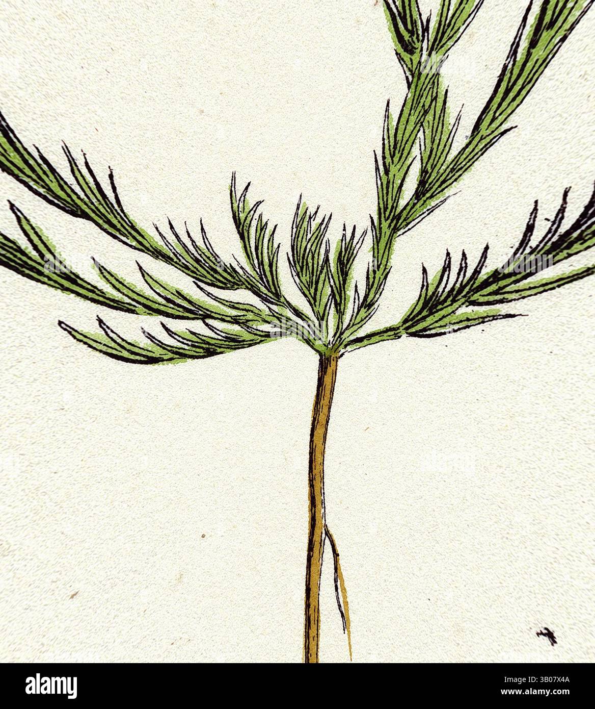 Ein zarter Zweig grüner Laub mit schlanken, nadelförmigen Blättern erstreckt sich anmutig nach oben und zeigt seine natürliche Schönheit und seine komplizierten Details. Eine zarte botanische Illustration mit schlanken grünen Stielen, die mit winzigen weißen Blüten verziert sind, vor einem weichen, hellen Hintergrund. Die anmutigen Details betonen die natürliche Schönheit der Pflanze. Klassische Kunst mit einem modernen Twist von Artotop, transformierte Scleranthus Perennis Perennis Perennial Knawel, klassische Kunst mit einem modernen Twist von Artotop Stockfoto