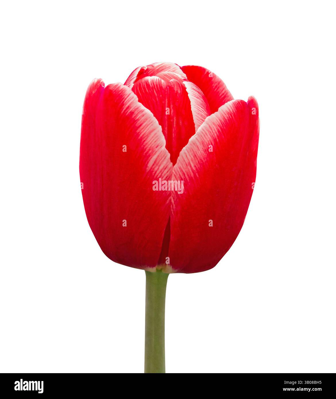 Rote Tulpenblüte mit weißen Streifen Kopf isoliert auf weißem Hintergrund. Objekt mit Beschneidungspfad für Geburtstag, Muttertag, Valentinstag. Stockfoto