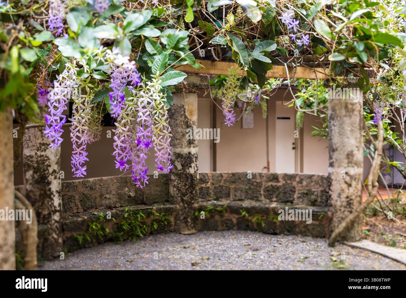 Die Blumen einer Queen's Wreath Rebe hängen im Vordergrund einer schattigen Steinbank in einem tropischen Garten. Stockfoto