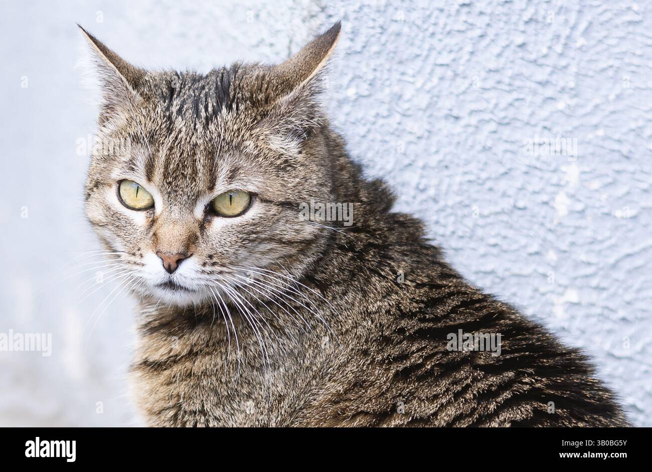 Lustige Katze auf weißem Hintergrund Stockfoto