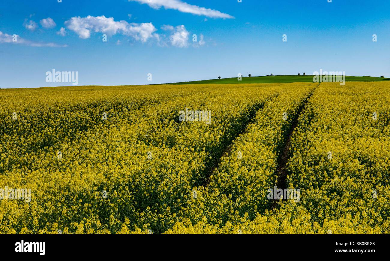 Ausgedehntes Feld mit gelben Rapsblüten unter klarem blauem Himmel mit flauschigen weißen Wolken in einer ländlichen Landschaft Stockfoto