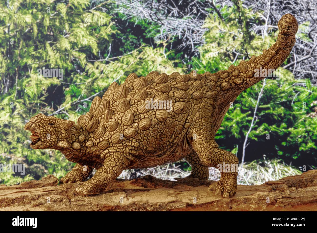 Ankylosaurus baut seinen tödlichen Schwanzklub auf, um sich entweder gegen ein Raubtier oder einen Rivalen seiner eigenen Spezies zu bedrohen oder zu verteidigen. Stockfoto