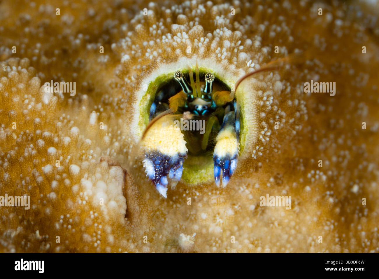 Eine kleine Einsiedelkrabbe, Pagurrita sp., lebt in einem alten Wurmloch in einer Korallenkolonie an einem Riff in Raja Ampat, Indonesien. Diese Krabben sind alle extrem klein. Stockfoto