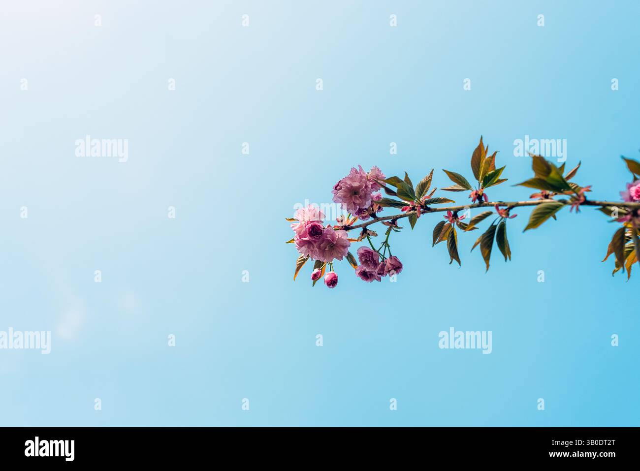 Kirschblütenzweig mit rosa Blüten vor blauem Himmel. Stockfoto
