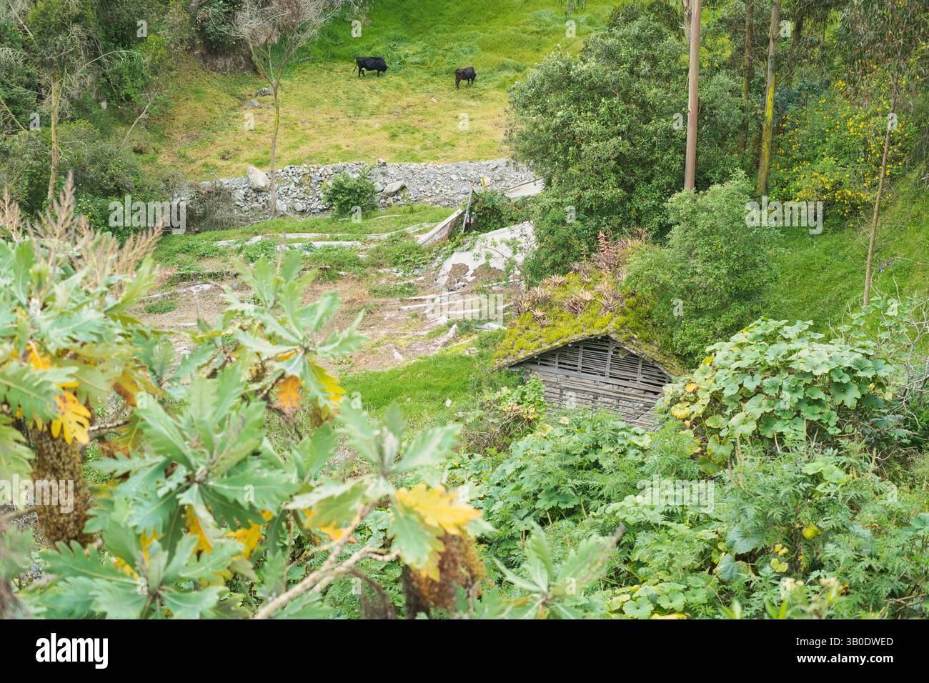Eine wunderschöne üppige grüne Landschaft mit Rindern in einer ruhigen und friedlichen Umgebung Stockfoto