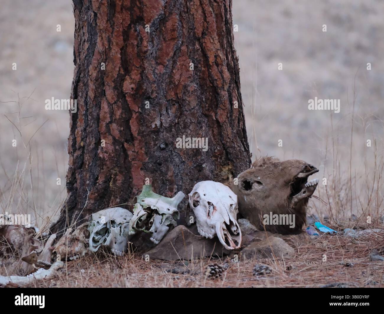 Was bleibt – Schädel unter der Kiefer Stockfoto
