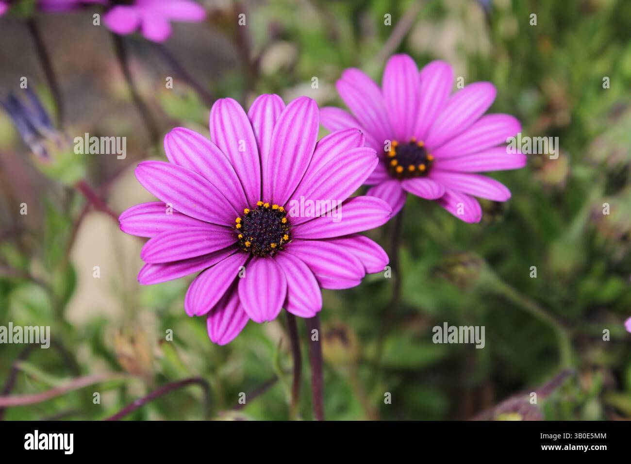 Violette Blüten auf einer afrikanischen Gänseblümchenpflanze (Osteospermum ecklonis) in einem Garten Stockfoto