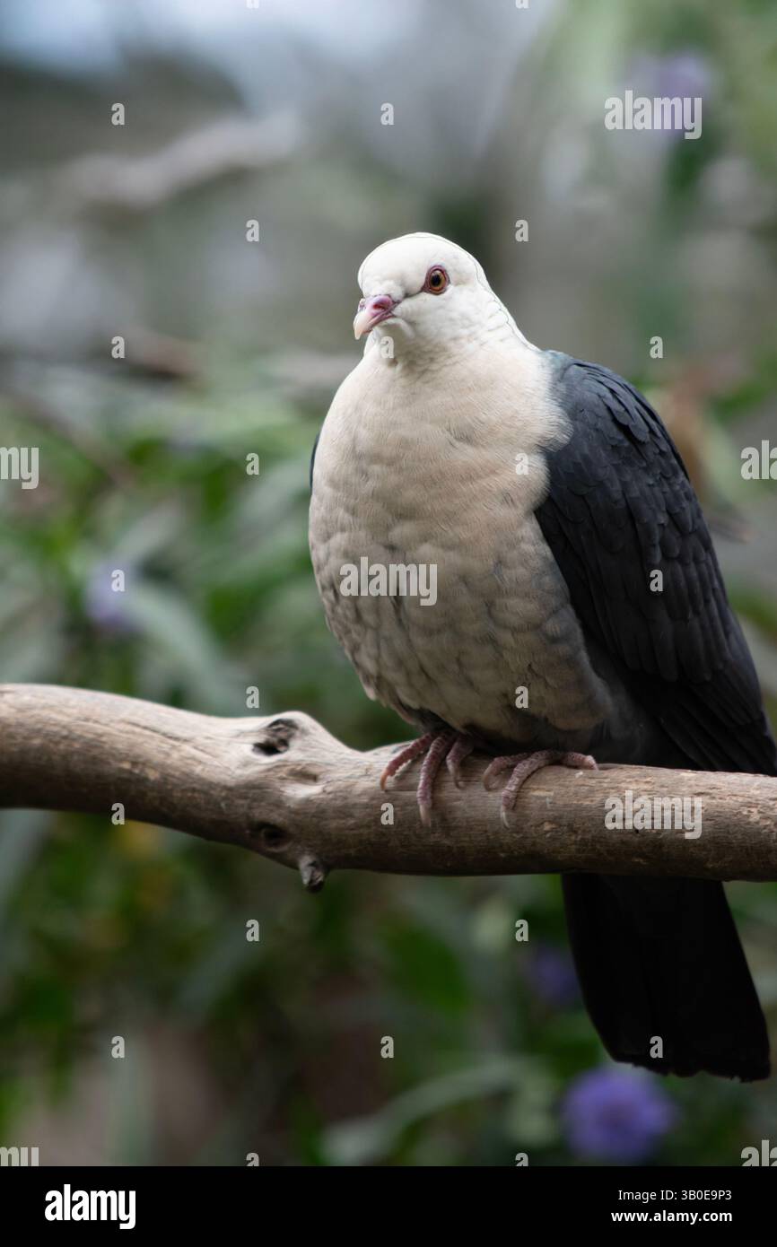Die weiße Taube hat einen weißen Kopf mit einem roten Augenring und grauen Flügeln Stockfoto