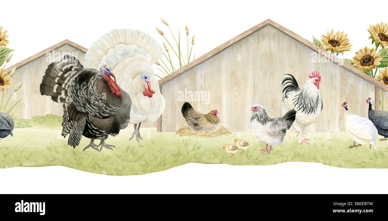 Truthühner, Hahn, Hühner und Küken Aquarellfarben isolierte nahtlose Grenze. Geflügelhofvögel im Holzbock auf Gras mit Sonnenblumen zum Herbst Stockfoto