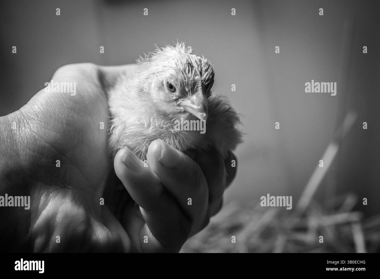 Frisch geschlüpfte Hühner Stockfoto