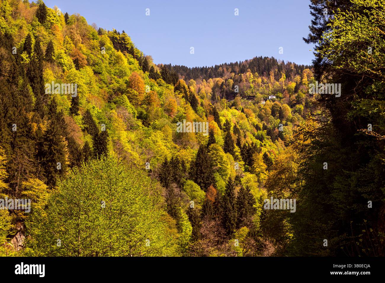 Blick auf den Wald von Hemsin und die Brücke Stockfoto