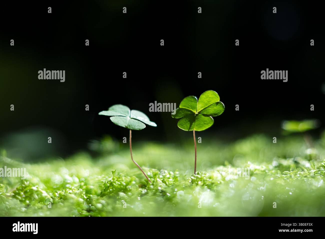 Grüne Blätter der Sauerampfer-Pflanze (Oxalis suksdorfii) im dunklen Sommerwald. Naturhintergrund Stockfoto