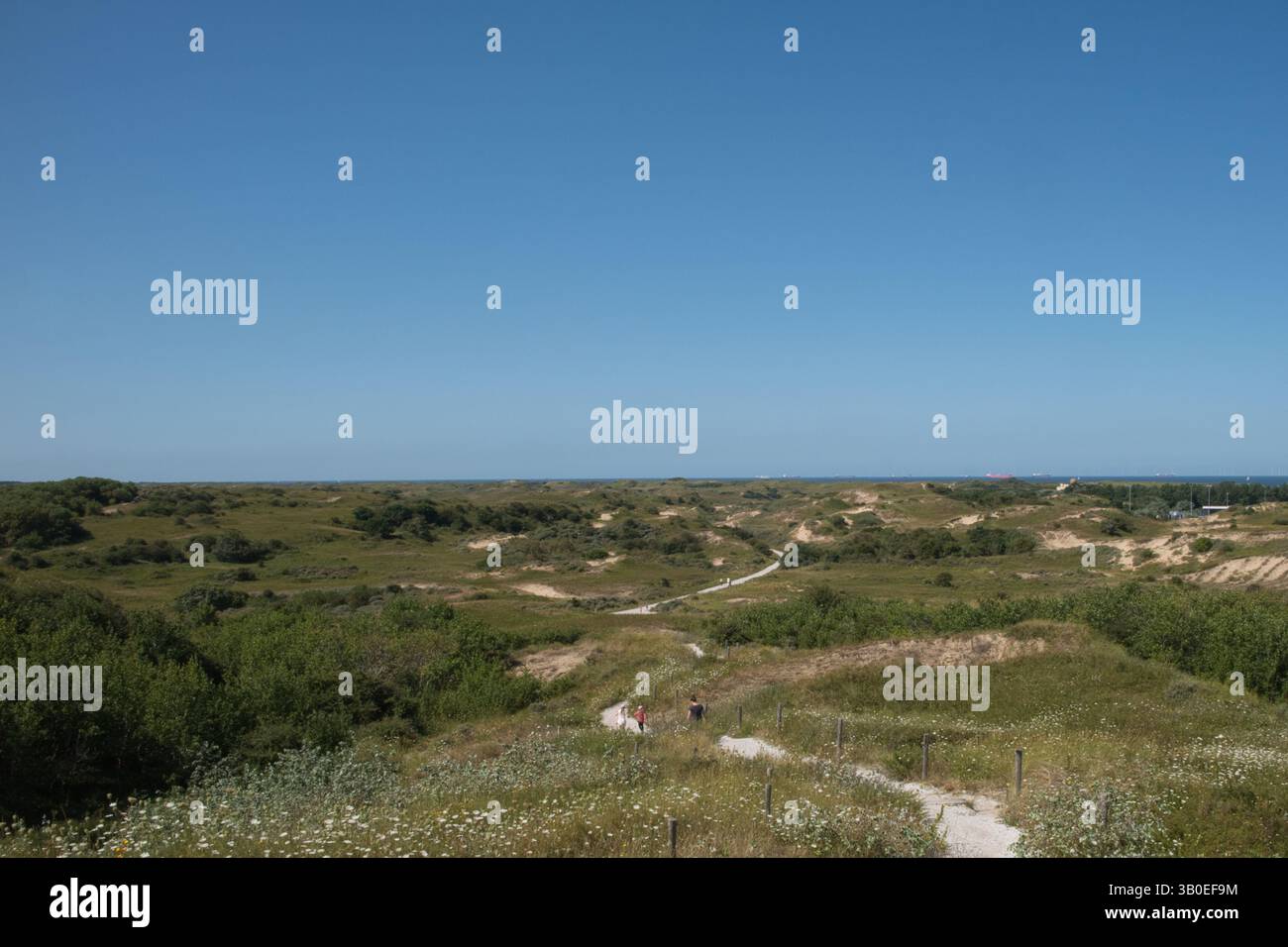 Ein gewundener Pfad führt durch grasbewachsene Dünen unter einem klaren blauen Himmel, während die sanften Hügel eine weite, natürliche Küstenlandschaft bilden. Stockfoto