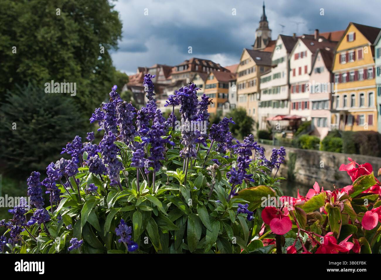 Lila Blumen blühen im Vordergrund, während eine Reihe von bunten Gebäuden entlang eines Flusses oder Kanals die malerische Szene vervollständigt. Stockfoto