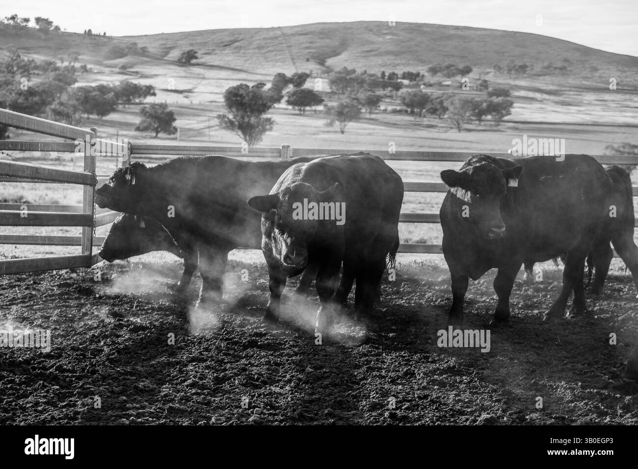 Herde von Angus-Bullen auf der Weide Stockfoto