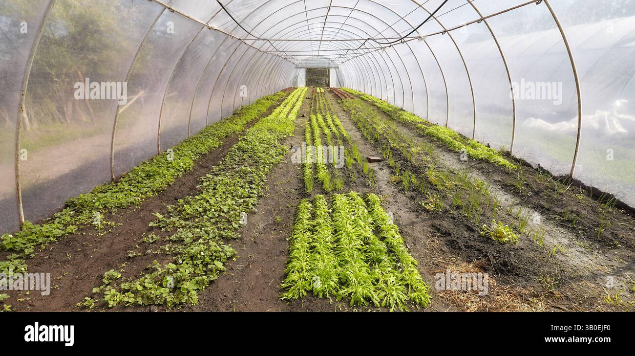 Bio-Gemüse, das in einem Folientunnel angebaut wird. Stockfoto