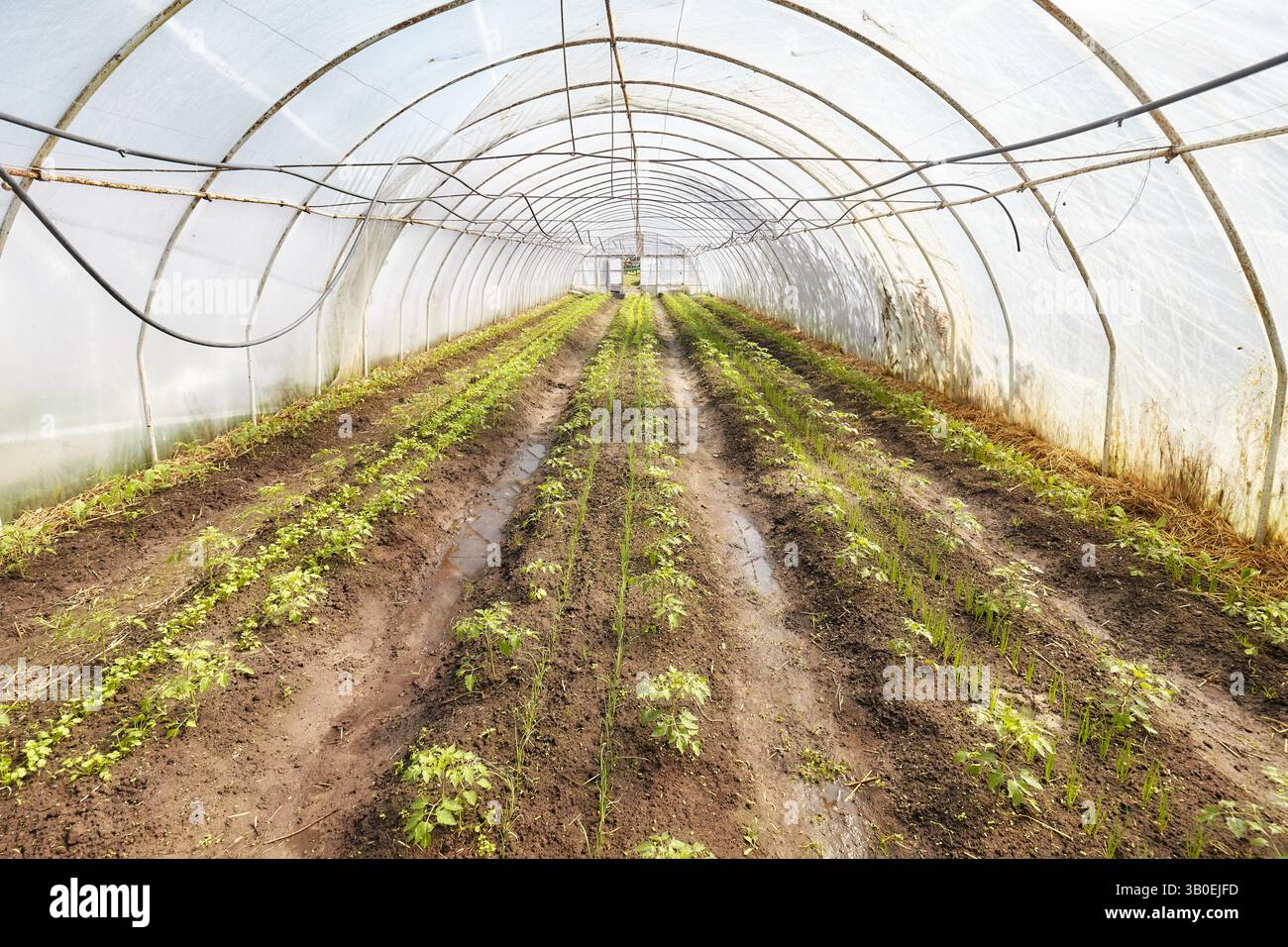 Bio-Gemüse, das in einem Folientunnel angebaut wird. Stockfoto