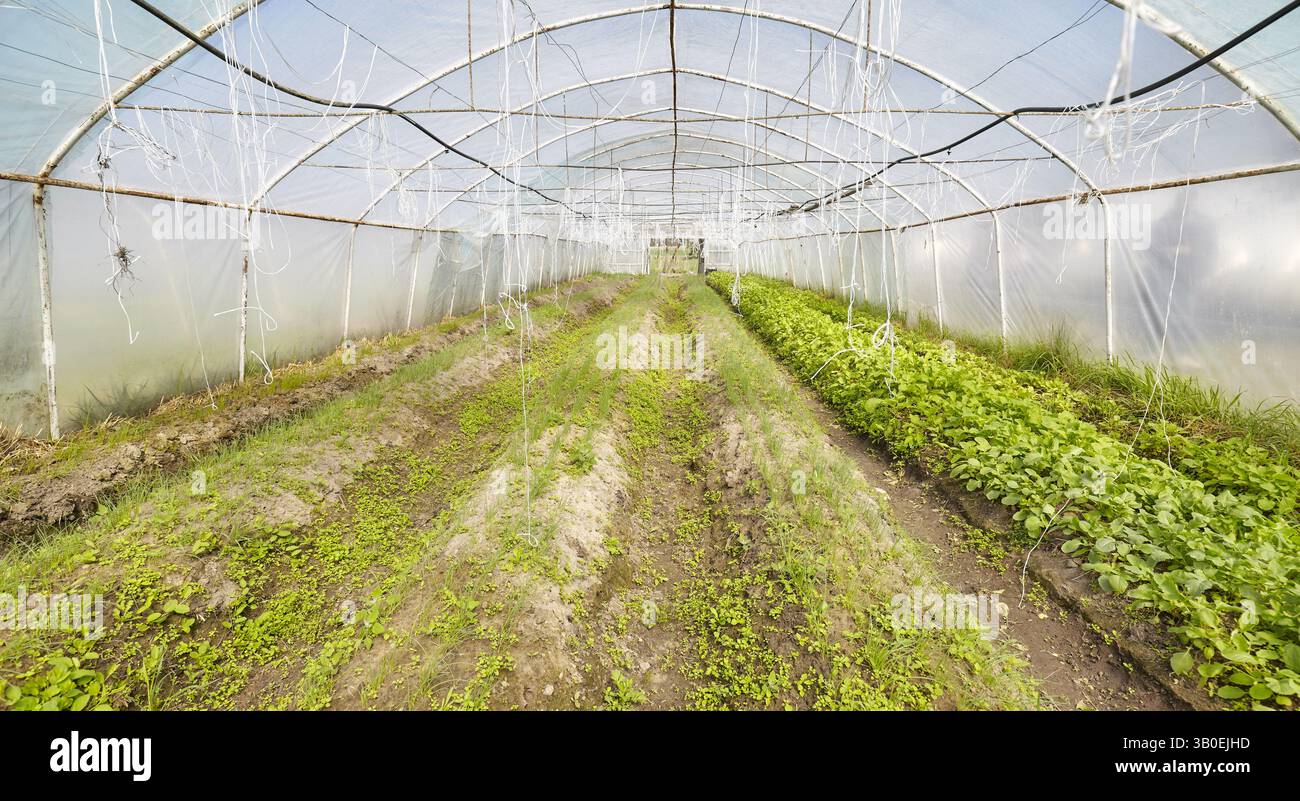 Bio-Gemüse, das in einem Folientunnel angebaut wird. Stockfoto