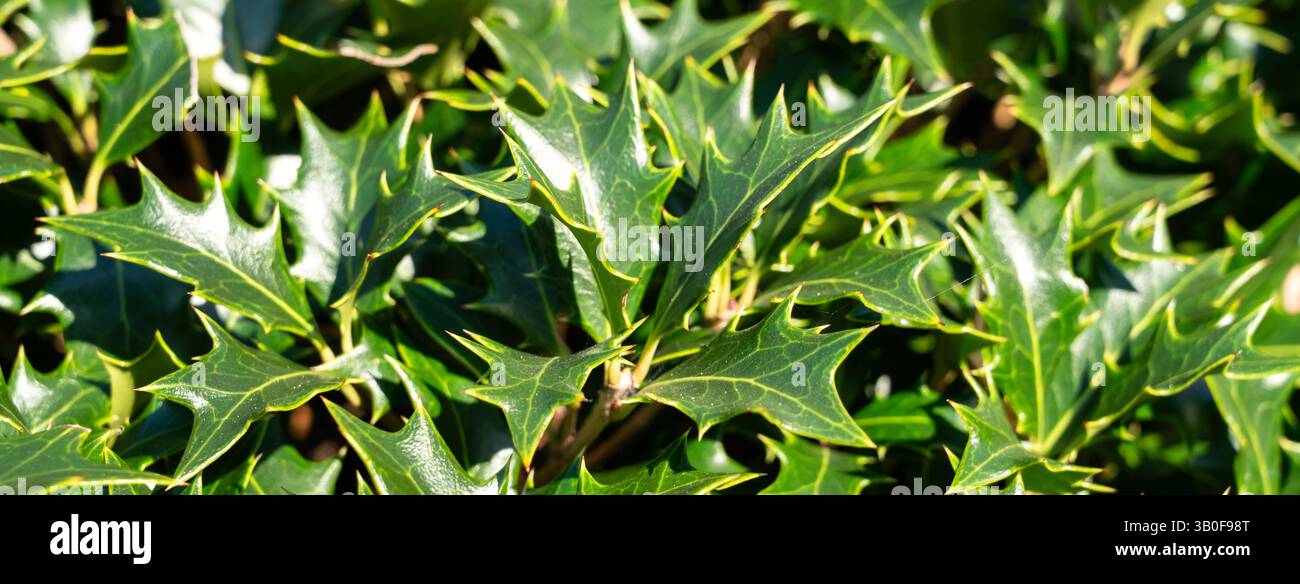 Glänzende, stechpalmen-ähnliche Blätter von Osmanthus heterophyllus, die sich in warmem, natürlichem Sonnenlicht sonnen. Stockfoto