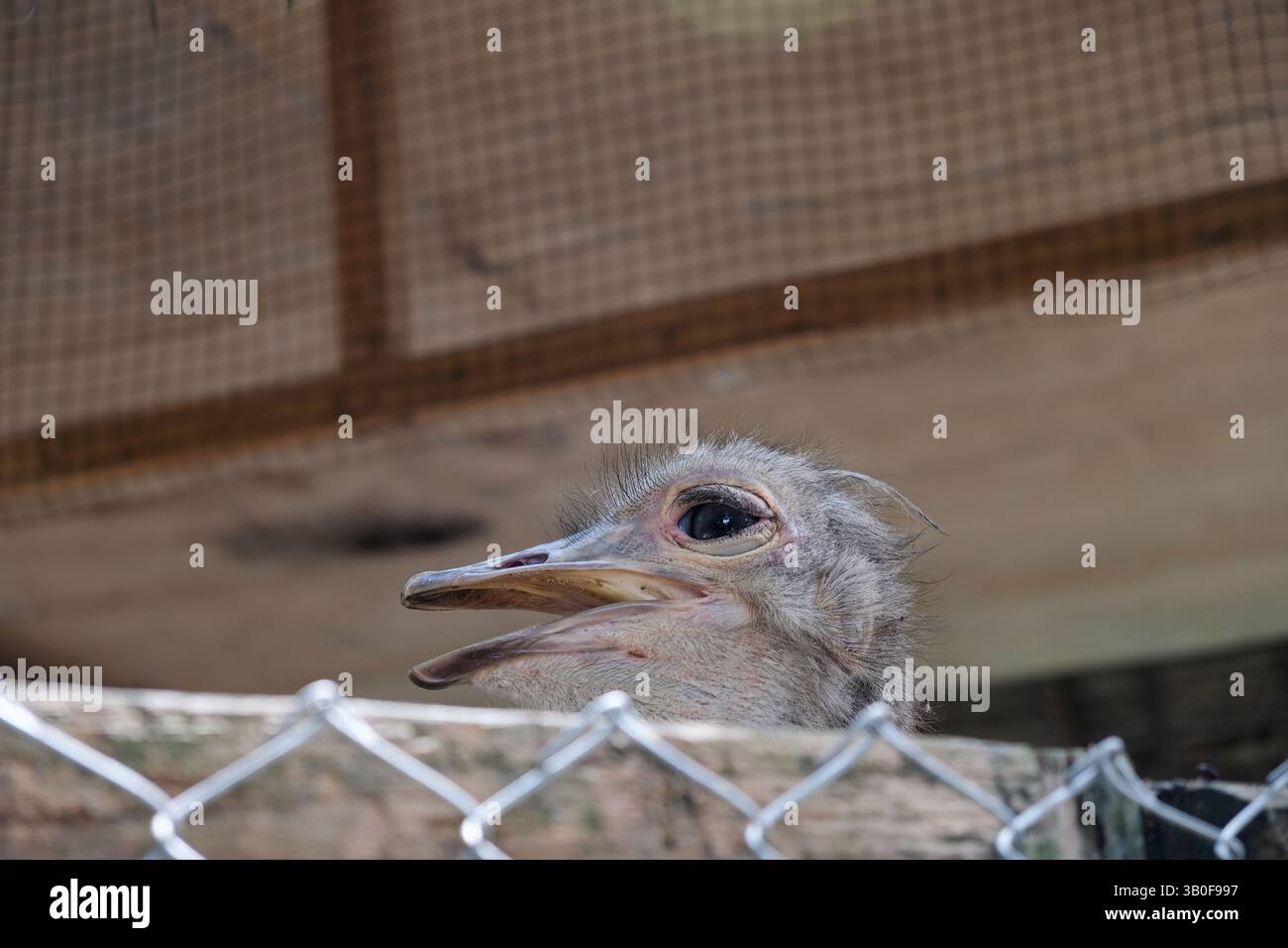Nahaufnahme von Rhea im Zoo. Stockfoto