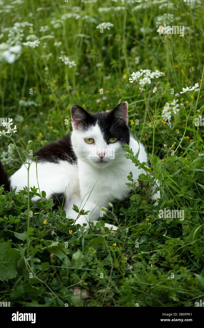 Schöne schwarz-weiße Katze im Garten Stockfoto