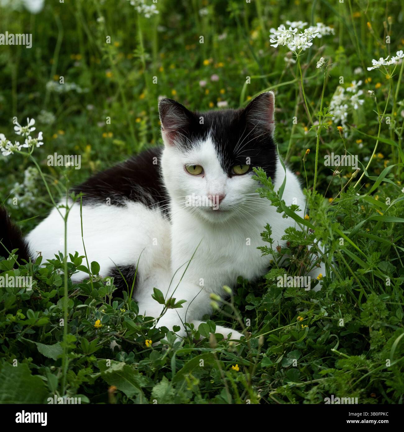 Schöne schwarz-weiße Katze im Garten Stockfoto