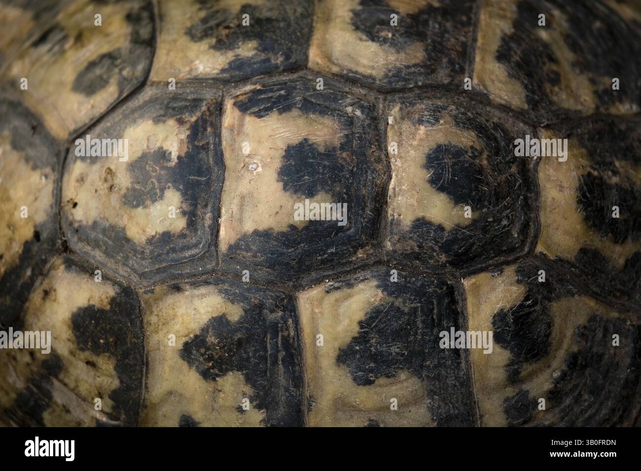 Nahansicht der Schildkrötenschale, natürliche Musterform Stockfoto