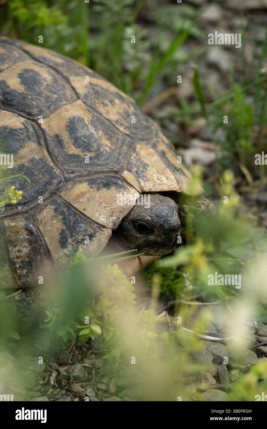 Schildkröte auf der Wiese, exotische Tiere in freier Wildbahn Stockfoto