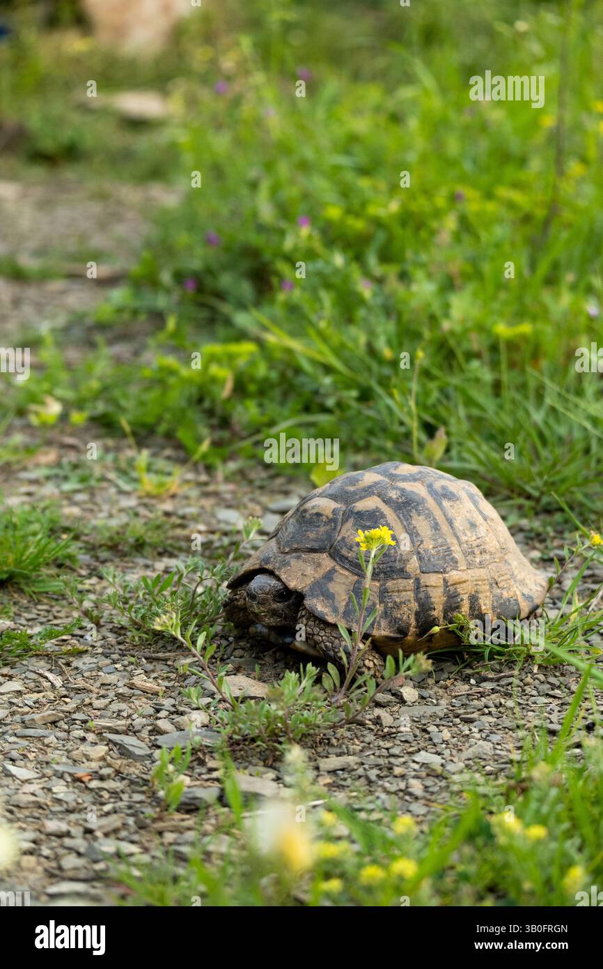 Schildkröte auf der Wiese, exotische Tiere in freier Wildbahn Stockfoto