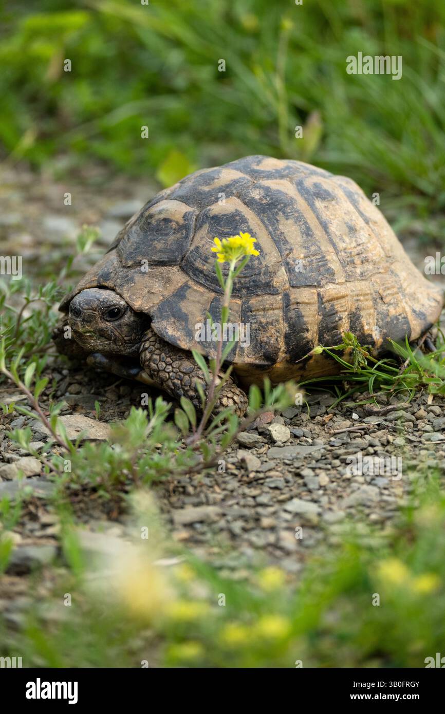 Schildkröte auf der Wiese, exotische Tiere in freier Wildbahn Stockfoto