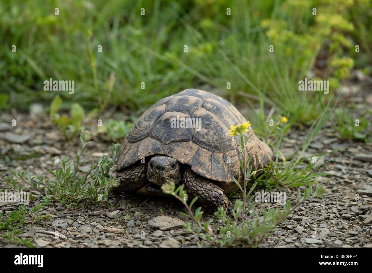 Schildkröte auf der Wiese, exotische Tiere in freier Wildbahn Stockfoto