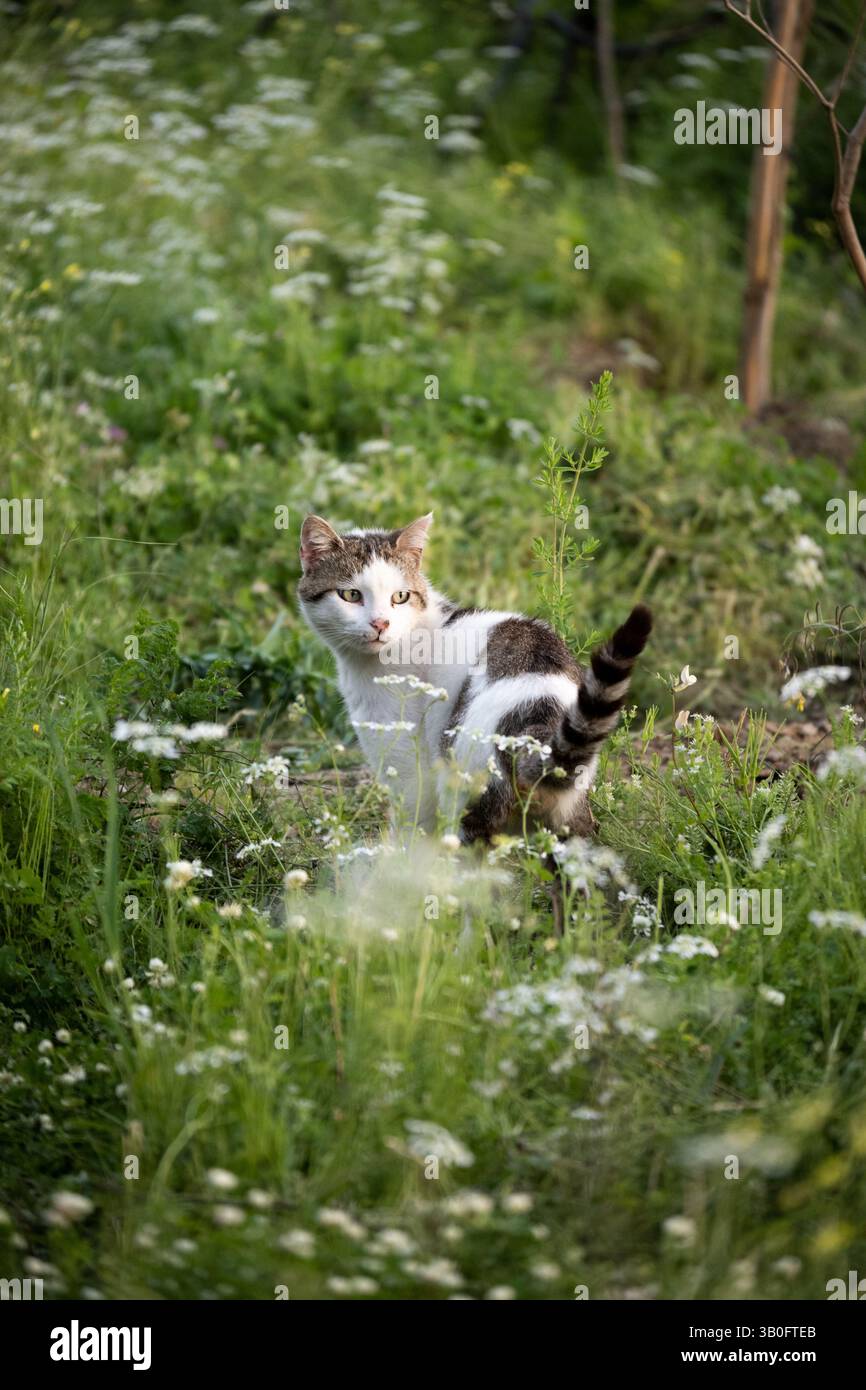 Einsame Hauskatze im Garten wandert durch das hohe Gras Stockfoto