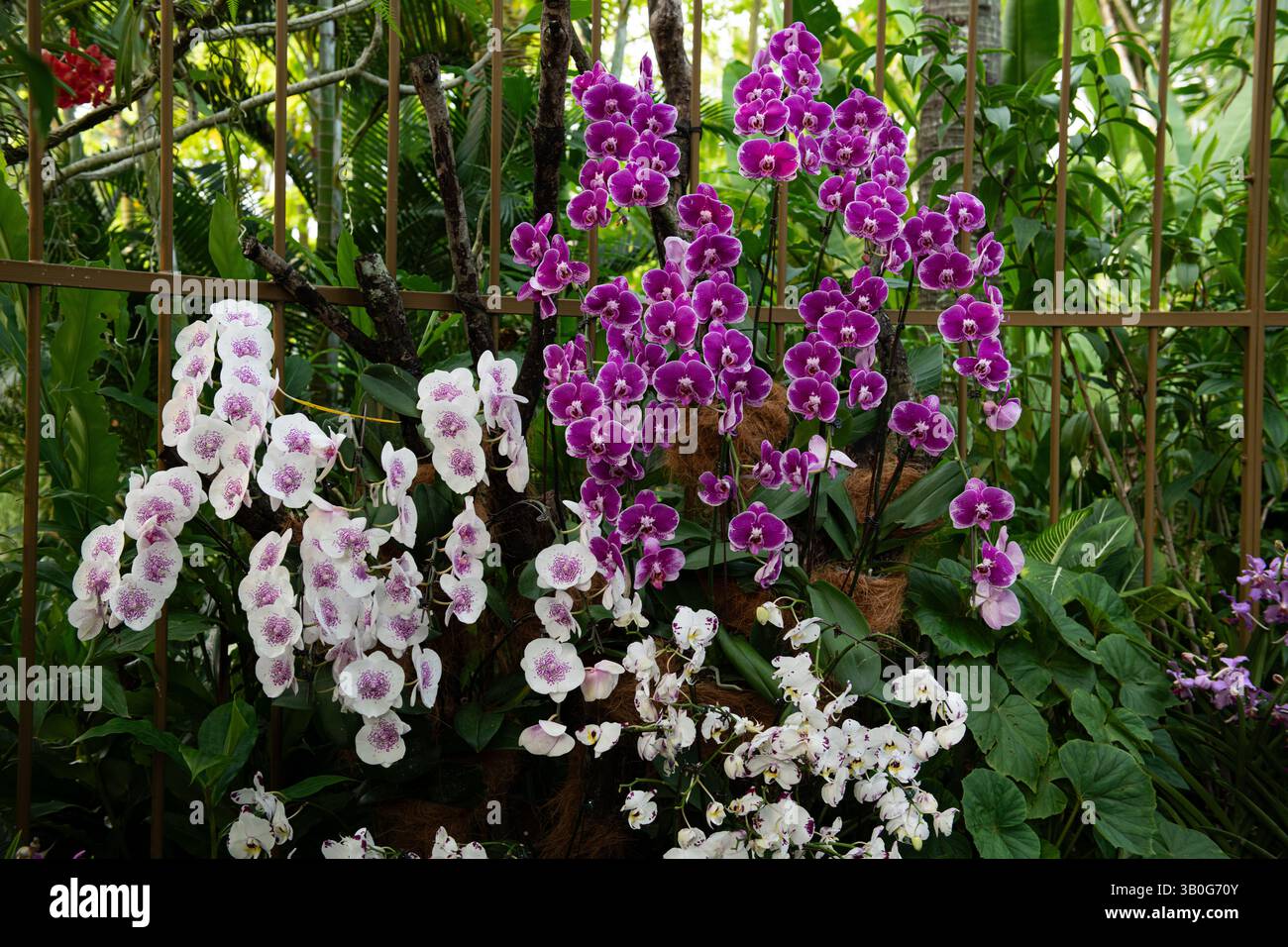 Bunte Orchideenblumen und Bäume im National Orchid Garden in Singapur. Stockfoto