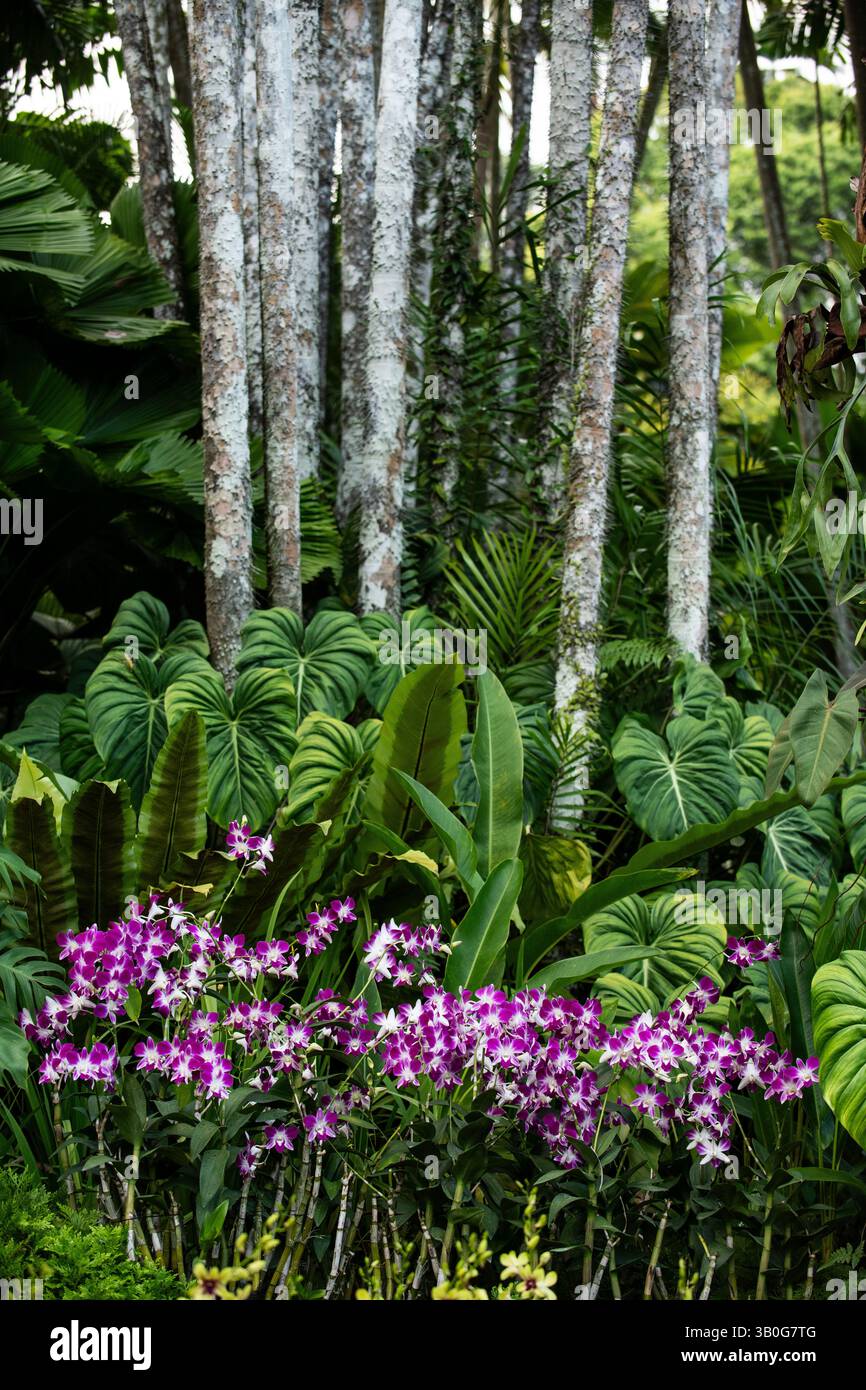 Bunte Orchideenblumen und Bäume im National Orchid Garden in Singapur. Stockfoto