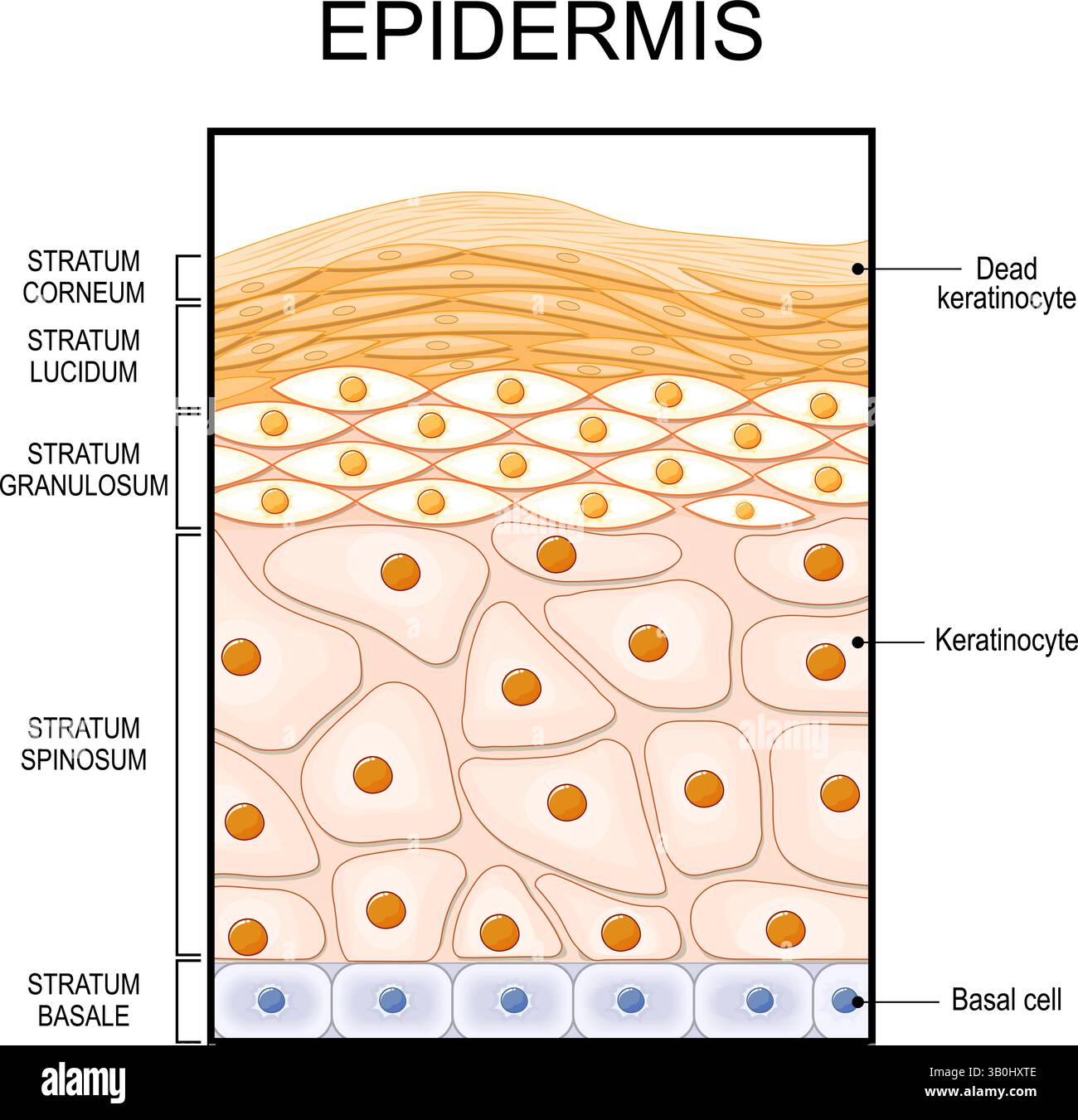 Epidermisstruktur. Epithelanatomie. Hautregeneration und Epidermiszellen. Der Querschnitt der Epidermis. Vektorabbildung. Medizinisches Poster. S Stock Vektor