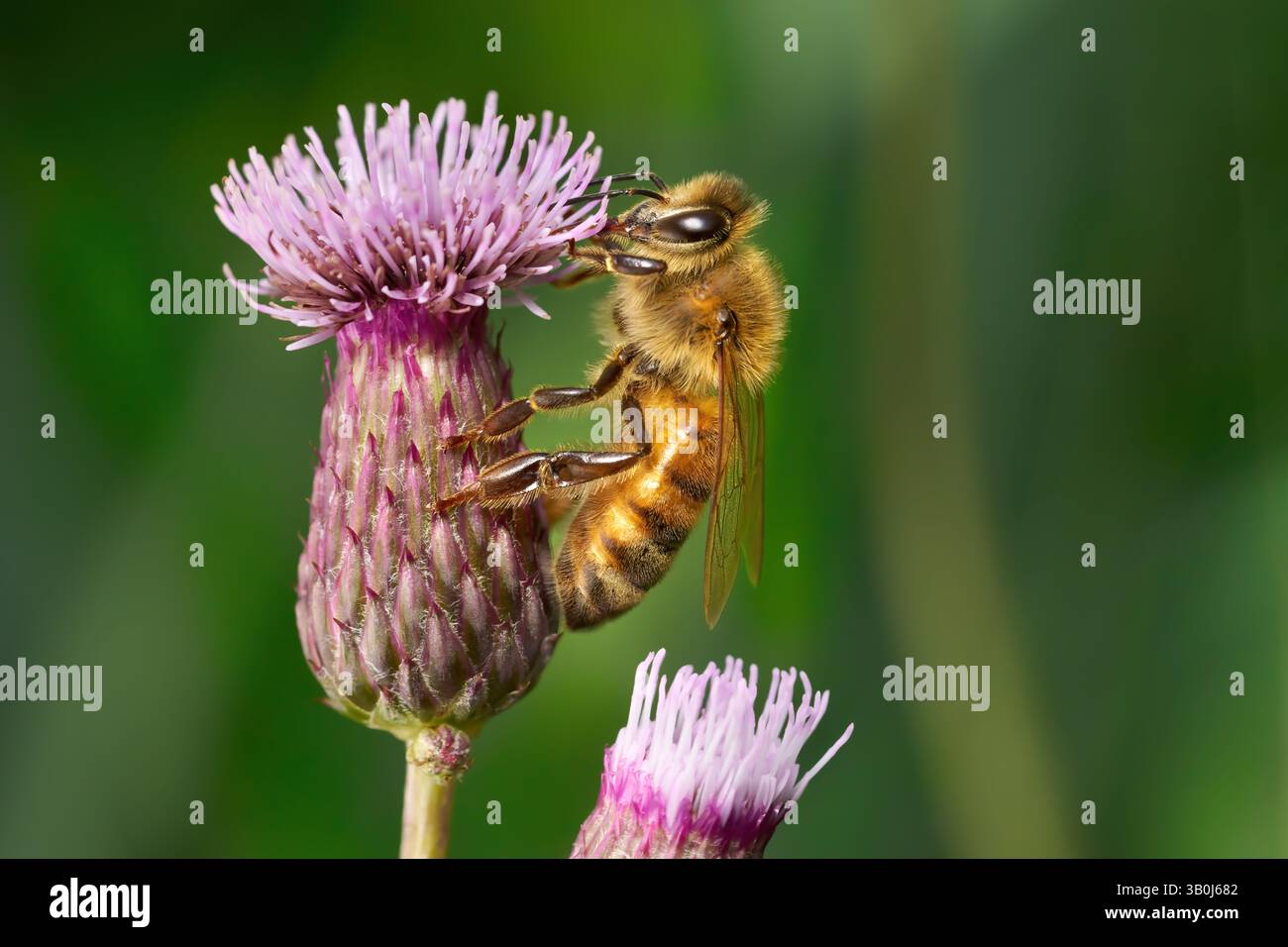 Biene, die in Seitenansicht auf der lilafarbenen Blume einer Felddistel sitzt (Cirsium arvense) Stockfoto